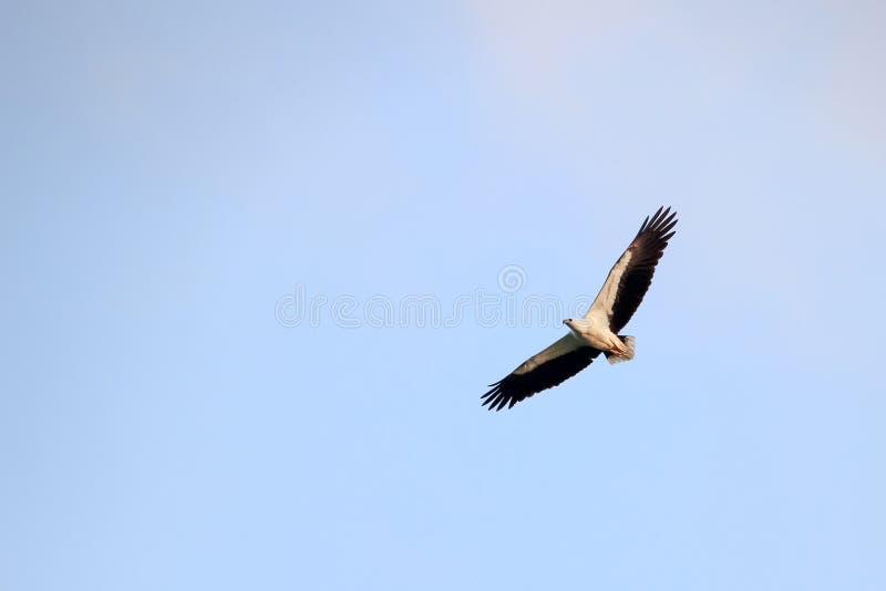 Aerial view of White-bellied Sea Eagle, Birds flying in the sky against a background of the sea