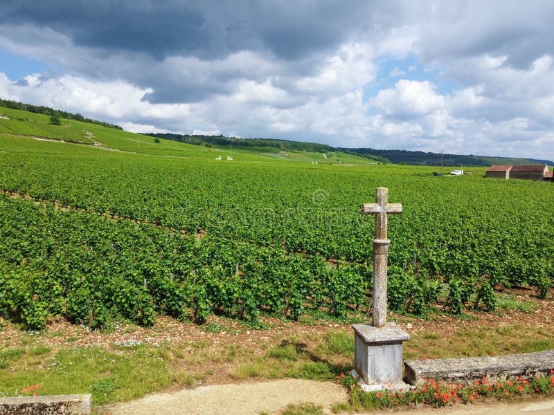 Aerian view on walled green grand cru and premier cru vineyards with rows of pinot noir grapes plants in Cote de nuits, making of