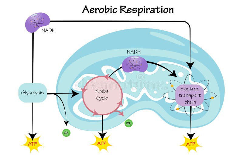 Aerobic Respiration Vector Illustration Graphic Stock Vector ...