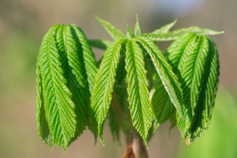 Aesculus hippocastanum,  horse chestnut spring green leaves selective focus