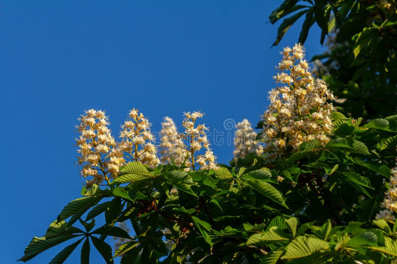 Aesculus hippocastanum is a large tree. Its inflorescences are a source of nectar for bees and insects, and are used as an ingredient in traditional medicine.