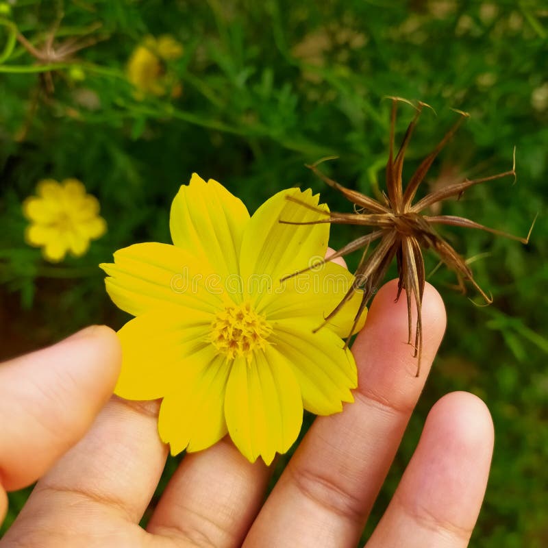 Aesthetic Bright Yellow Daisy Flower Stock Photo Image of aesthetic