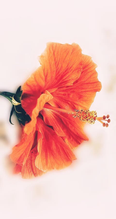 Bức ảnh hoa hibiscus – Hiện thực và giấc mơ hòa quyện vào nhau khi chiêm ngưỡng bức ảnh hoa hibiscus mang gam màu tươi sáng và nét đẹp quyến rũ của nó.