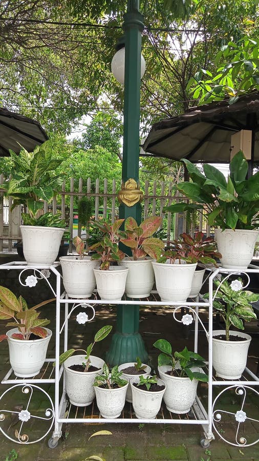 Aesthetic Plants that Thrive with Beautiful and Attractive Colors Stock