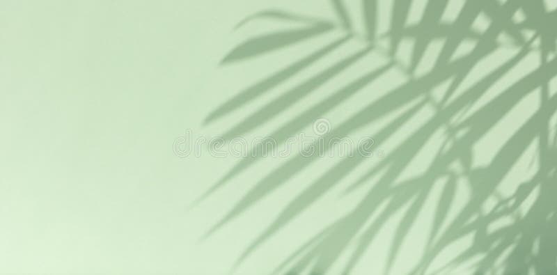 Aesthetic Shadow of the Palm Leaves on a Pastel Green Background