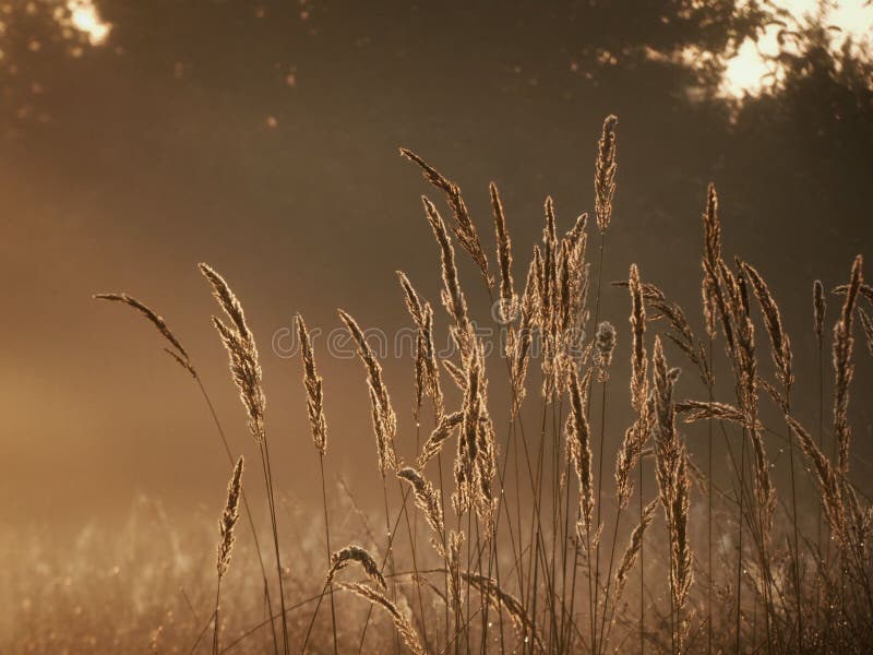 Aesthetic Shot of Golden Grass in the Sunlight Stock Photo Image of