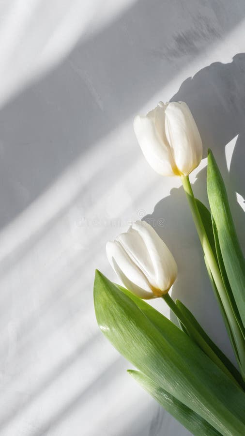 Aesthetic Spring Wallpaper with White Tulip Flowers and Natural Sun
