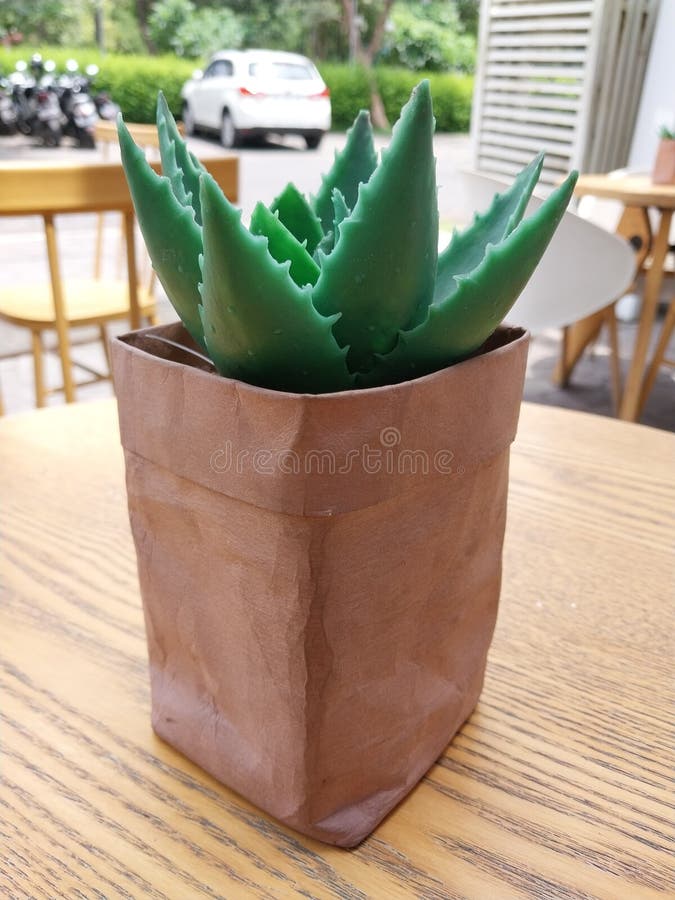 Aesthetic Tropical Flower on Stock Image Image of produce, flowerpot