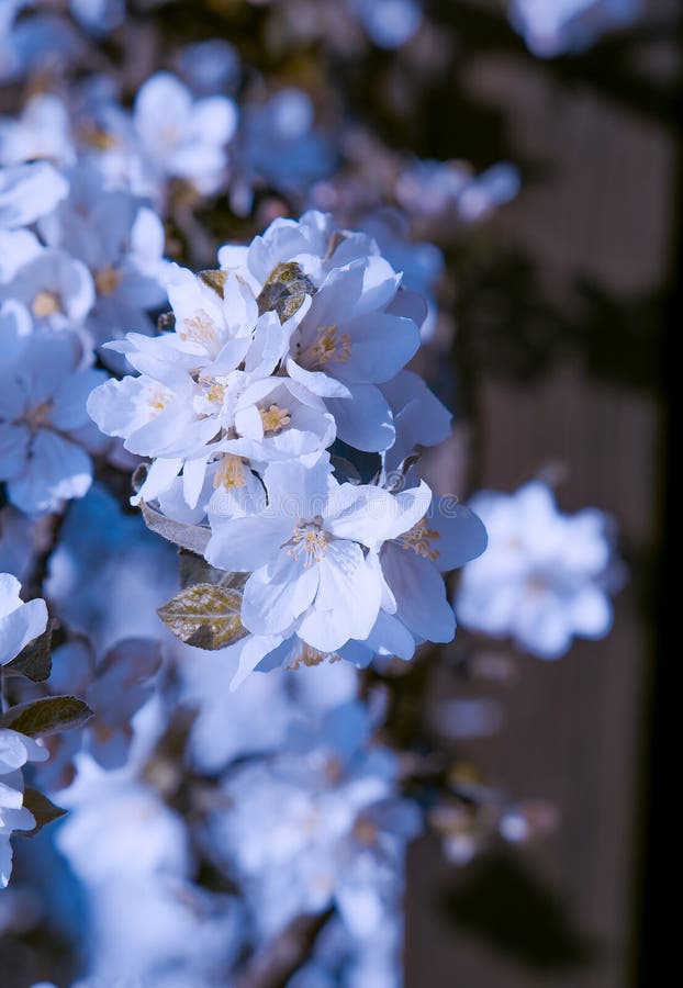 Wallpaper ID 77906  blossom cherry tree hd nature 4k 5k free  download