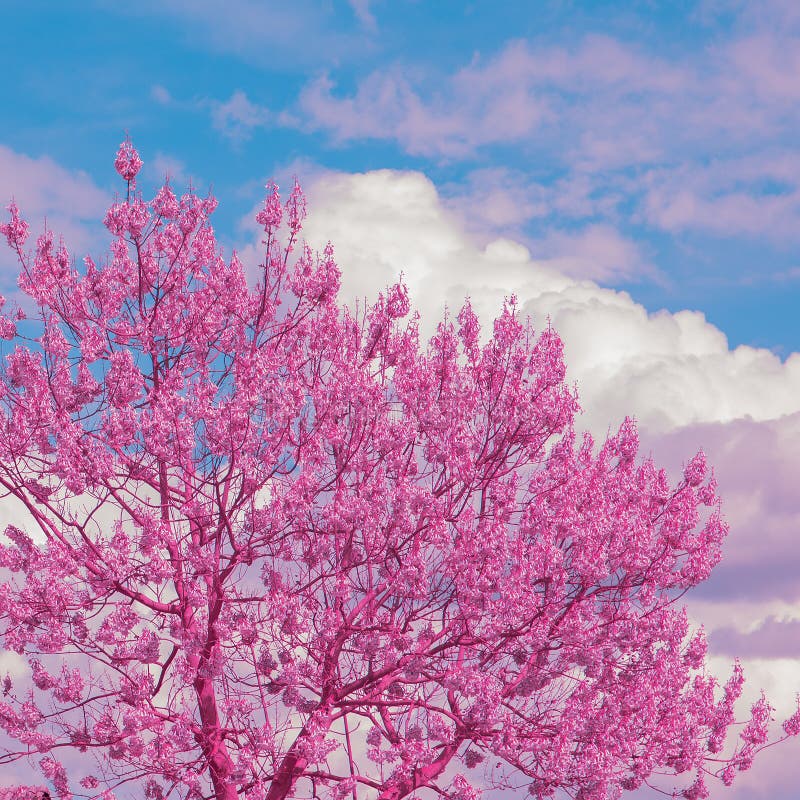 Aesthetics Fashion Wallpaper. Spring in the City. Cherry Blossom Tree Stock Photo - Image of travel, season: 188294176 Aesthetics Fashion Wallpaper. Spring in the City. Cherry Blossom Tree Stock Photo - Image of travel, season: 188294176