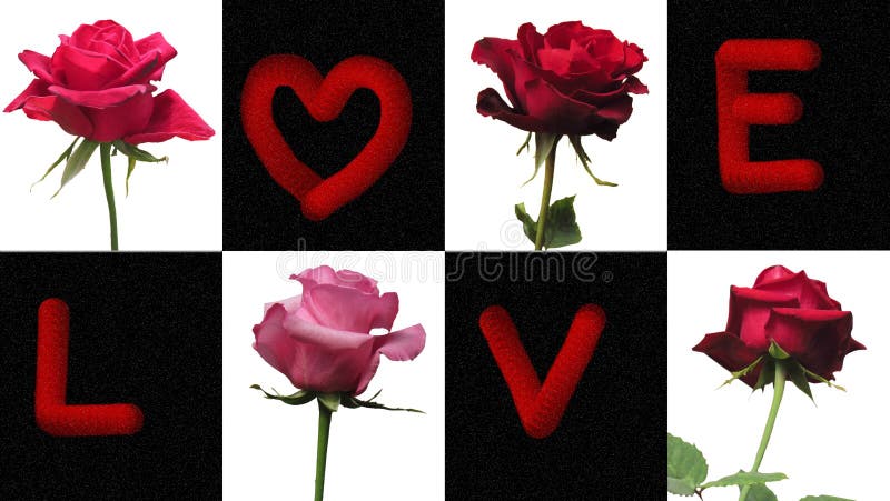 Aesthetics of a rose and the words Love on valentine`s day.