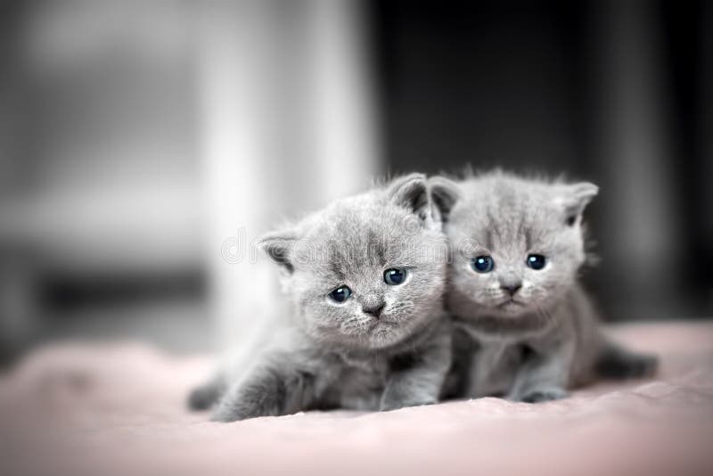 Afago bonito de dois gatinhos Shorthair britânico