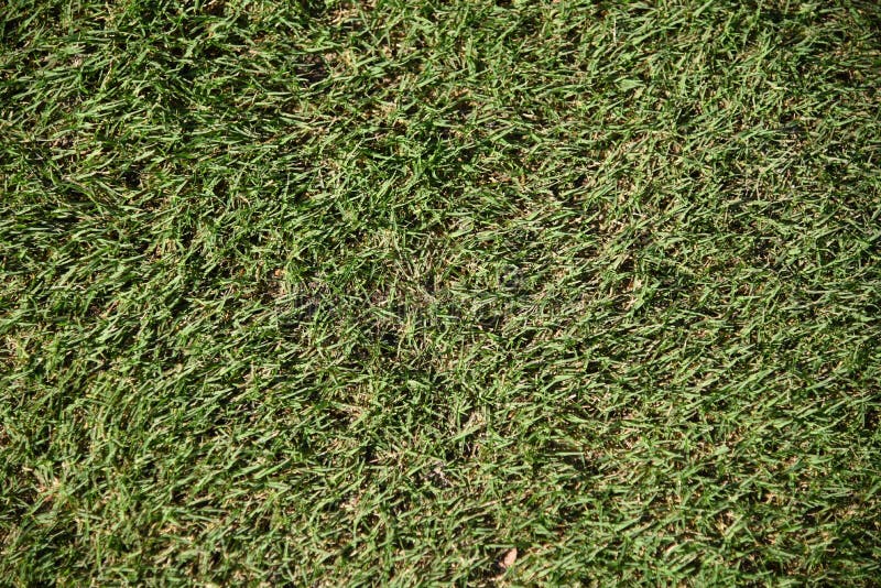 Afbeelding sluiten van laag gemaaid gras op een golfbaan royalty-vrije stock foto's Afbeelding sluiten van laag gemaaid gras op een golfbaan royalty-vrije stock foto's