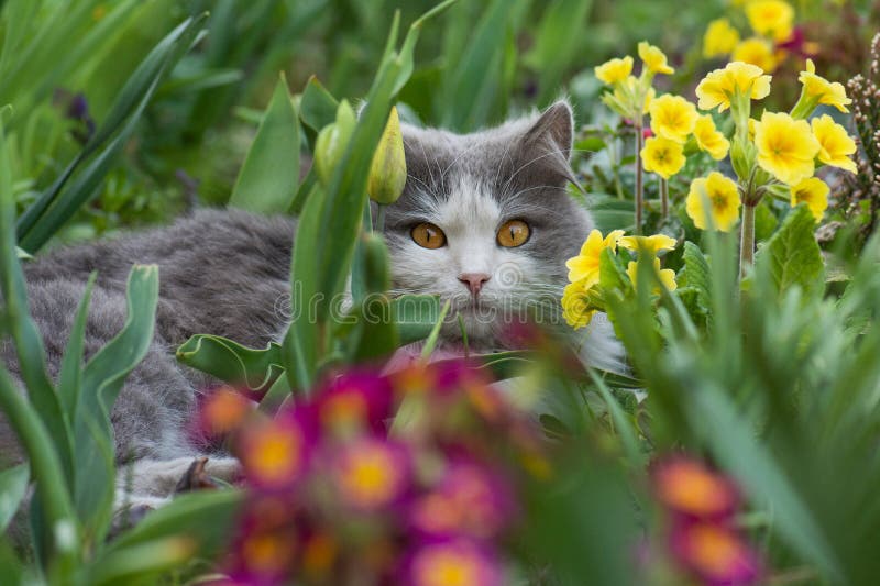 Afbeelding van kat op een achtergrond van bloemveld. kat tegen de achtergrond van rozen in bloemtuin royalty-vrije stock foto's Afbeelding van kat op een achtergrond van bloemveld. kat tegen de achtergrond van rozen in bloemtuin royalty-vrije stock foto's