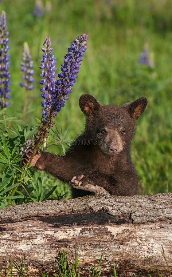 Black Bear Cub Ursus americanus Holds On To Lupine - captive animal. Black Bear Cub Ursus americanus Holds On To Lupine - captive animal