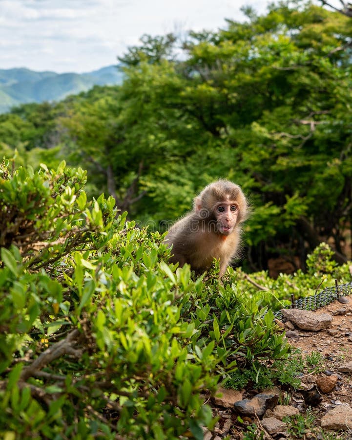 Affe sitzt in einem Busch mit Bergen hinter ihm, umgeben von grünen Büschen. Ein seltsamer Affe auf einem Strauß mit einer atemberaubenden Kulisse von Bergen und üppiger Vegetation im Vordergrund