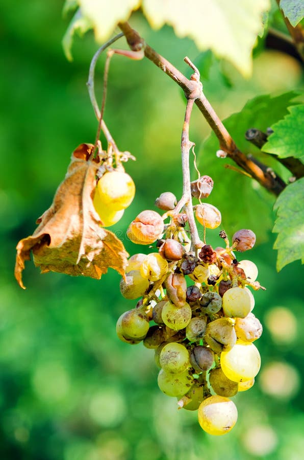 The Grapevine Is Affected With Fungal Disease, Anthracnose Disease And