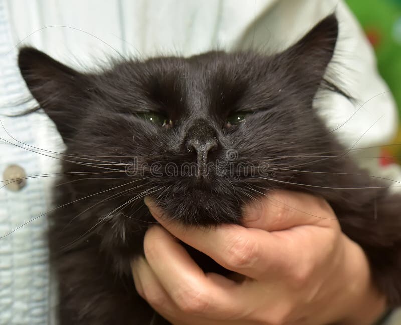 Affectionate Black And White Cat Stock Image Image of outside