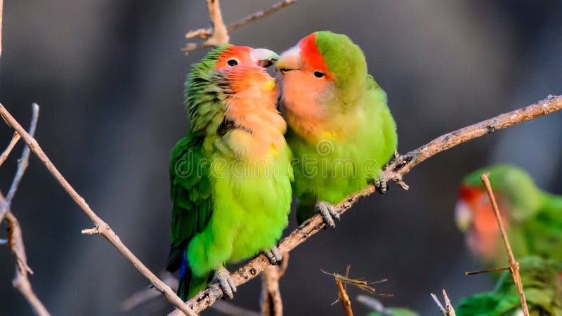 388 Kissing Lovebirds Stock Photos - Free & Royalty-Free Stock