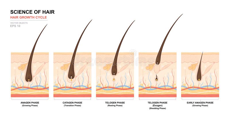 Affiche anatomique de formation Phase de croissance de cheveux point par point Étapes du cycle de croissance de cheveux Anagen, t