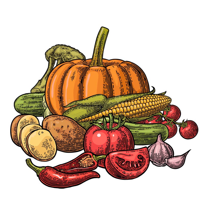 Affiche avec des légumes d'ensemble Concombres, ail, maïs, poivre, brocoli, pomme de terre et tomate illustration de vecteur Affiche avec des légumes d'ensemble Concombres, ail, maïs, poivre, brocoli, pomme de terre et tomate illustration de vecteur