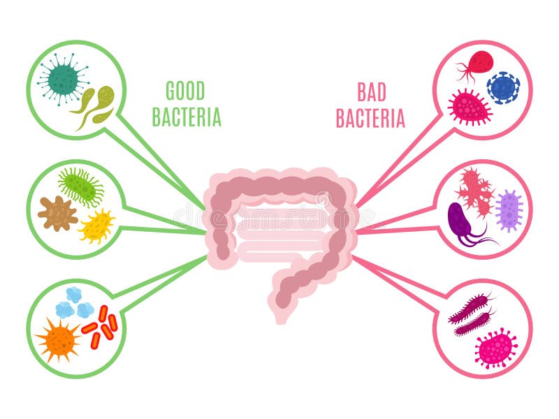 Affiche van intestinaal de gezondheids vectordieconcept van de floradarm met bacteriën en probioticspictogrammen op witte achterg
