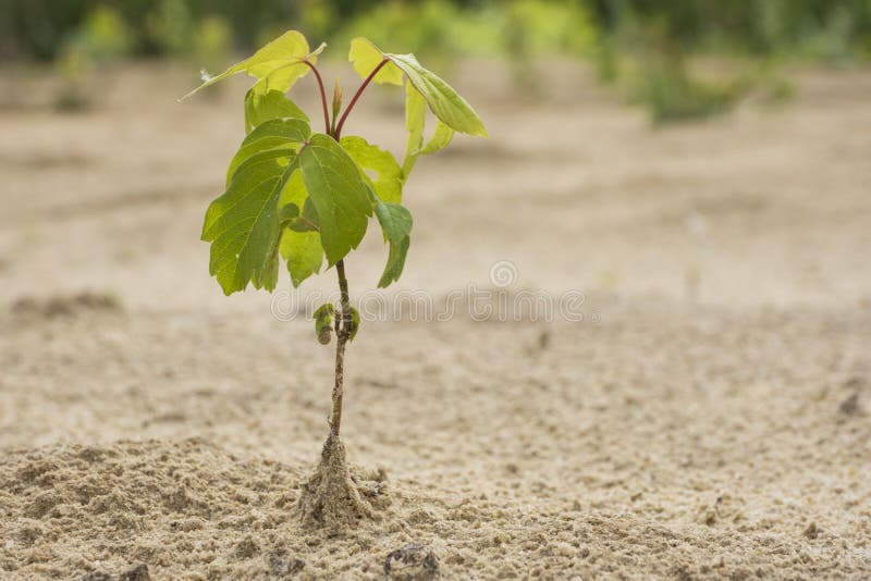 Afforestation. Young tree planted regrowth on plot with sandy soil. close up. Macro shot.