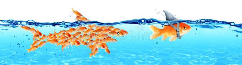 Business - Leadership And Teamwork Concept - Goldfish With Fin Shark And Followers Group Of Small Fishes. Business - Leadership And Teamwork Concept - Goldfish With Fin Shark And Followers Group Of Small Fishes