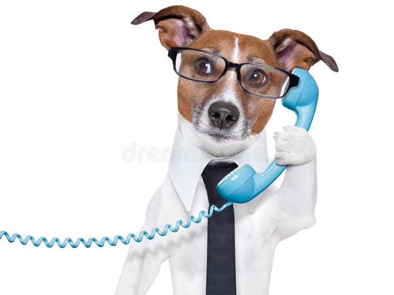 Affärshund på telefonen royaltyfria foton Affärshund på telefonen royaltyfria foton