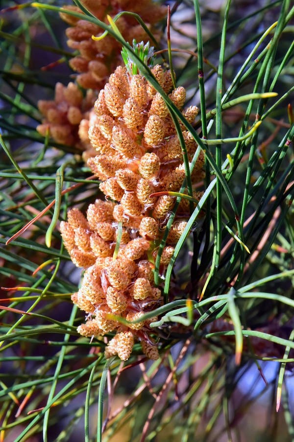 Eldarica pine cone royalty free stock photography