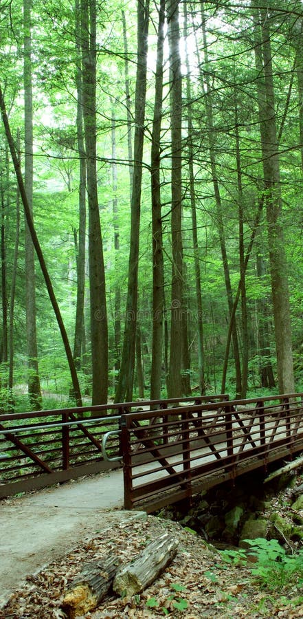 Bridge and tall trees with sun shining through. Bridge and tall trees with sun shining through