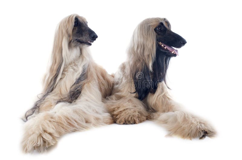 Afghan dogs royalty free stock images