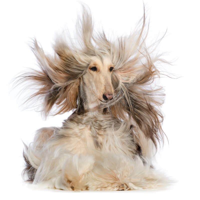 Afghan Hound Dog Isolated on Black Background Stock Image - Image of view,  cute: 141839319