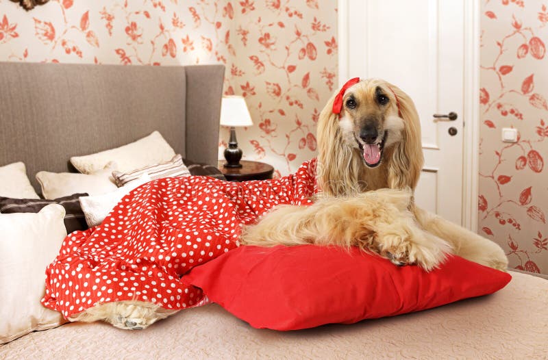 afghan-hound-dog-lying-bed-dressed-red-dress-bedroom-85695565.jpg