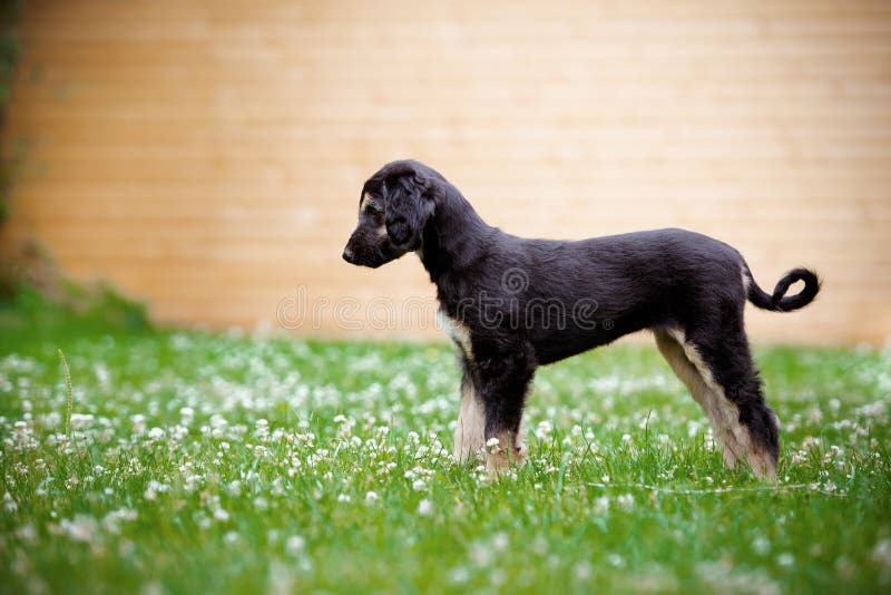 Afghan Hound Puppy Standing Outdoors In Summer Stock Image ...