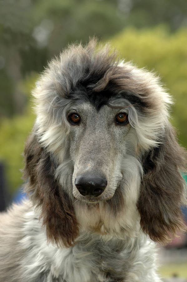 Netter Afghane mit Welpen stockfoto. Bild von welpen 49280446