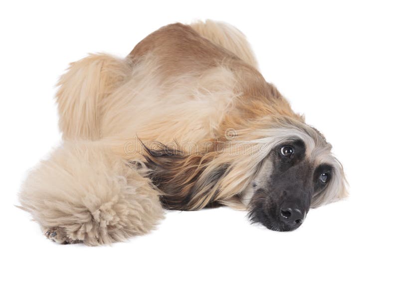 Afghansk hund arkivfoto. Bild av close, pampers, afghan 32946548