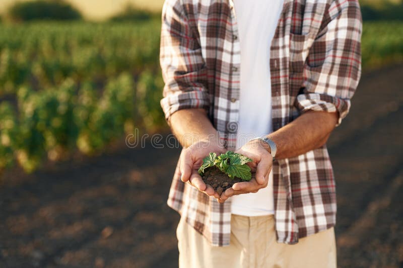 Afișarea plantei în sol în mâini. Fermierul este pe terenul agricol stock images