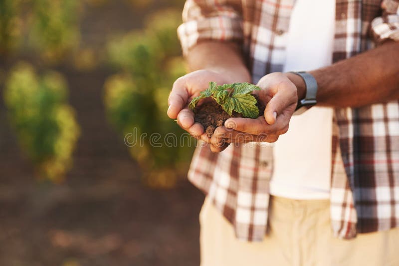 Afișarea plantei în sol în mâini. Fermierul este pe terenul agricol stock photos