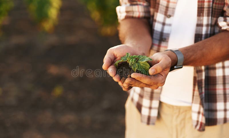 Afișarea plantei în sol în mâini. Fermierul este pe terenul agricol stock photos