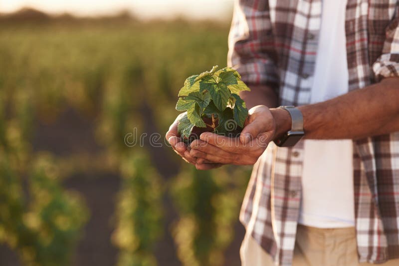 Afișarea plantei în sol în mâini. Fermierul este pe terenul agricol stock image