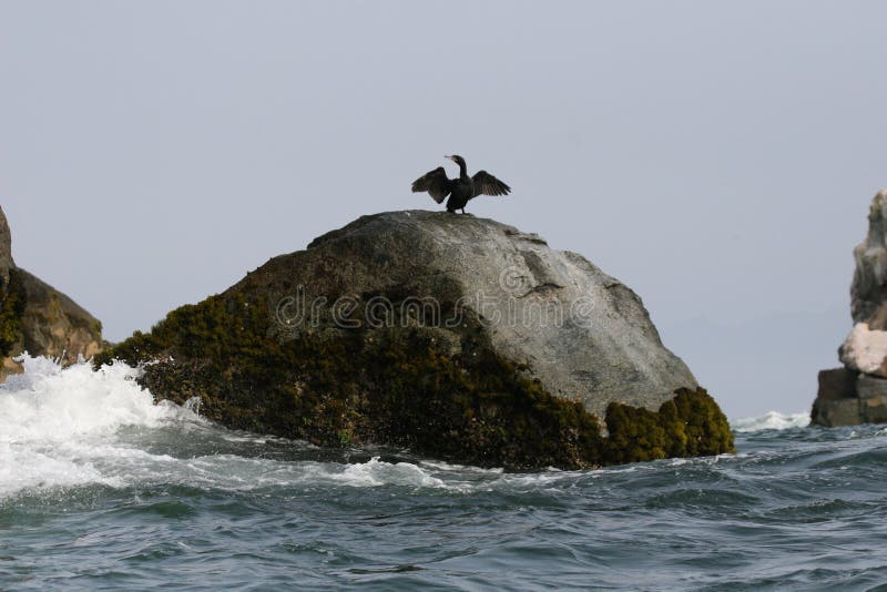 Afloramiento rocoso con el cormorán neotropic que seca sus alas foto de archivo libre de regalías Afloramiento rocoso con el cormorán neotropic que seca sus alas foto de archivo libre de regalías