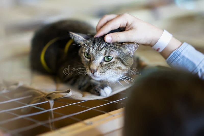 Afraid homeless alone cat with frightened look, lying on cage in shelter waiting for home, for someone to adopt him