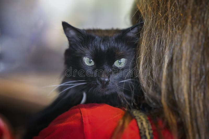 Afraid Homeless Black Cat on Shoulder of Girl Volunteer in Shelter for  Homeless Animals. Girl Takes Cat To Her Home Stock Image - Image of caring,  domestic: 114346319