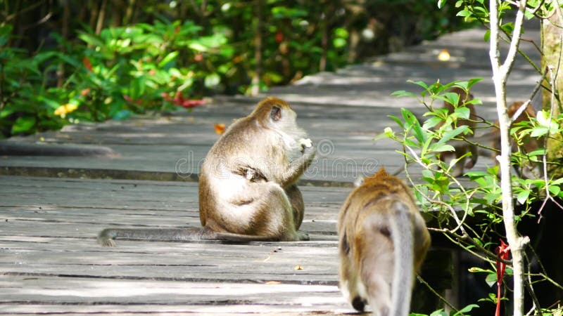 Afranselen van apen macaca fascicularis met zijn familie