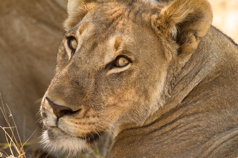 Lion portrait,safari Etosha, Namibia Africa