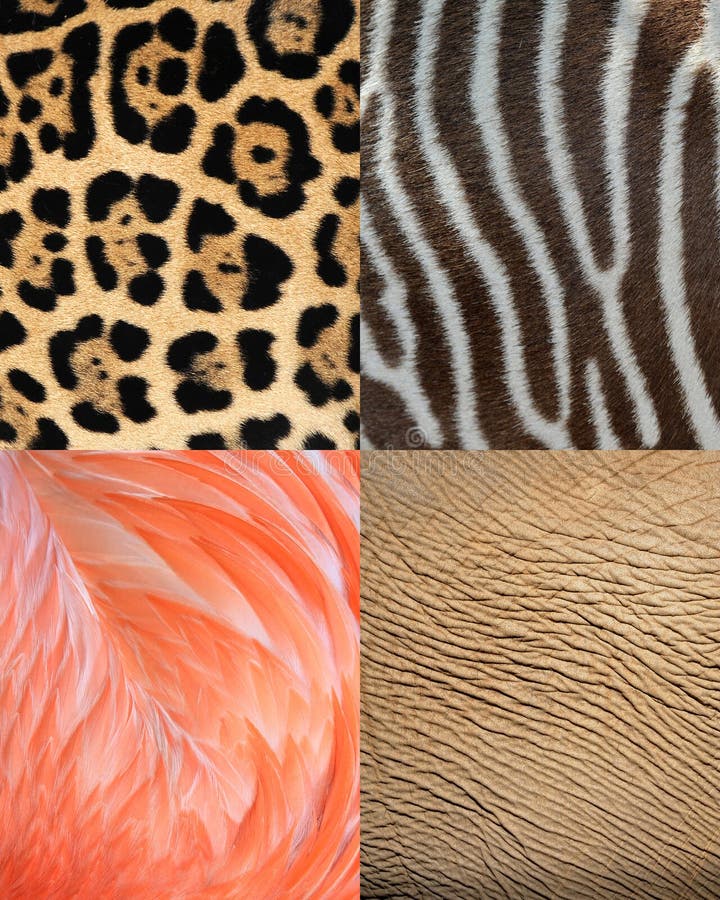 Africa animal pattern texture skin,fur & feathers royalty free stock photography Africa animal pattern texture skin,fur & feathers royalty free stock photography