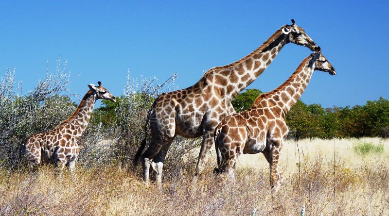 Africa Animal Safari royalty free stock photo