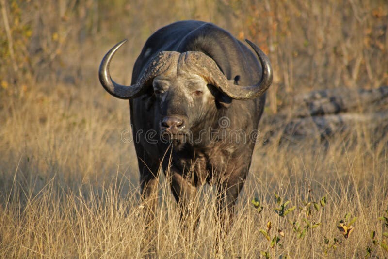 Africa Buffalo