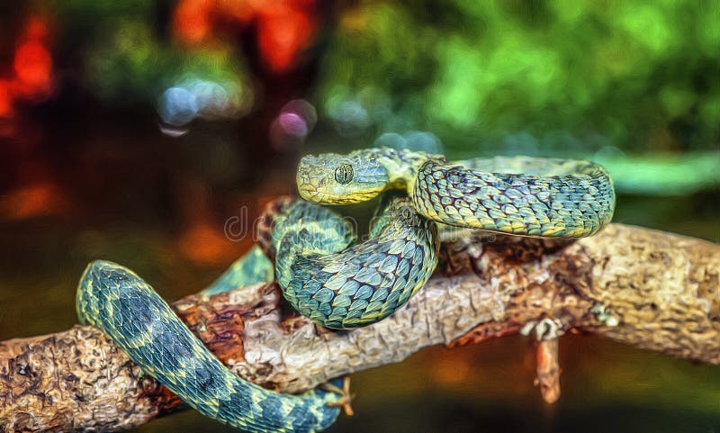 African Bush Viper, Atheris squamigera available as Framed Prints